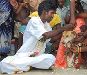 ازدواج مرد هندی با يک سگ!    

