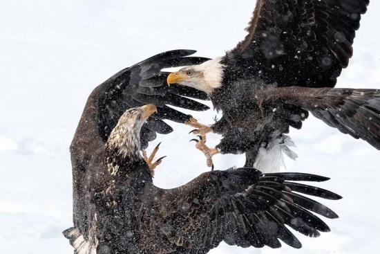 عکس روز نشنال جئوگرافیک؛ نبرد عقاب ها