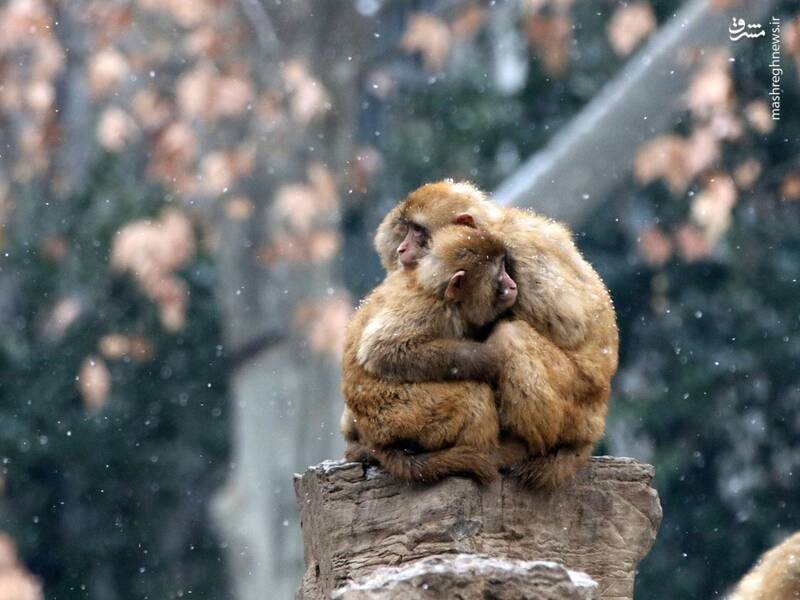 حیوانات در زمستان چطور گرم می‌شوند؟