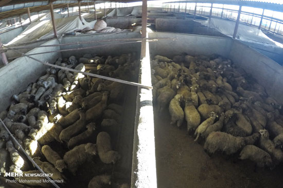 گوسفندان رومانیایی در تهران