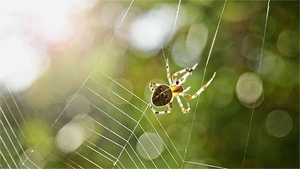 کشف عنکبوت شیرده در چین