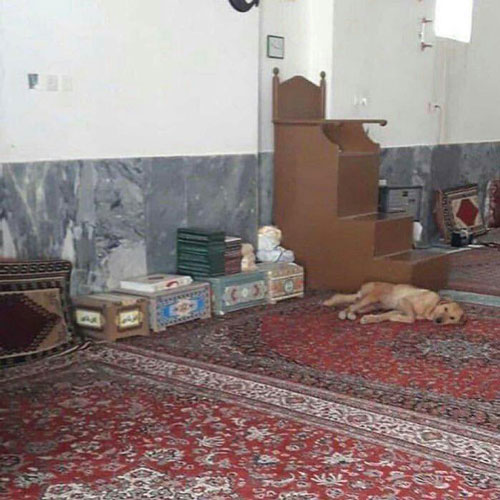 پناه‌ دادن یک سگ در مسجد توسط سیل‌زدگان