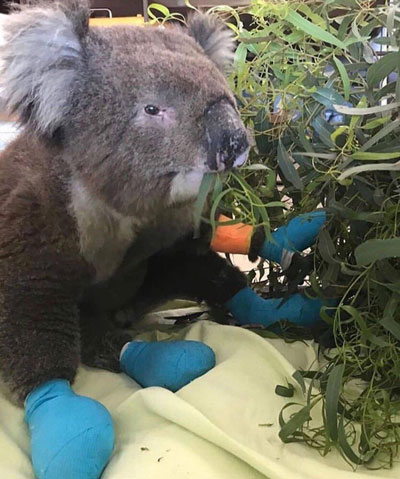 تصاویری کم‌نظیر از درمان کوالا‌های استرالیایی