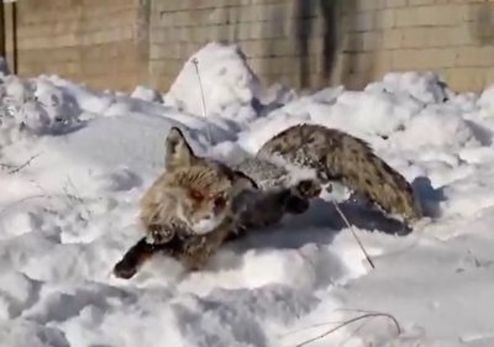انجماد روباه به دلیل سرمای سیبری!