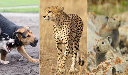 تهدید گونه‌های در حال انقراض یزد توسط سگ‌های ولگرد