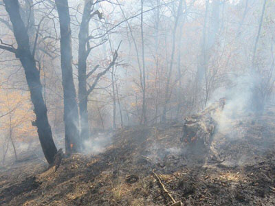 سه هکتار از جنگل سوادکوه در آتش سوخت