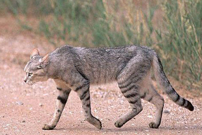 مشاهده گربه وحشی در باشگل برای اولین بار