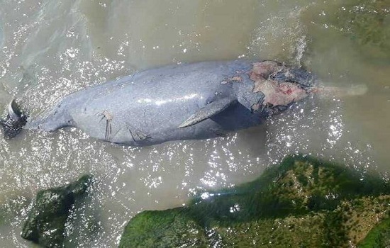 مشاهده لاشه دلفین در ساحل بوشهر