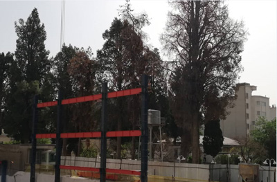 خشک شدن درختان 150 ساله در شیراز