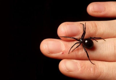 تکذیب وجود عنکبوت «بیوه سیاه» در شرق کشور