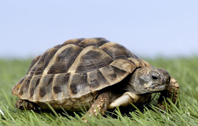 40 درصد لاک‌پشت‌های دنیا در آستانه انقراض