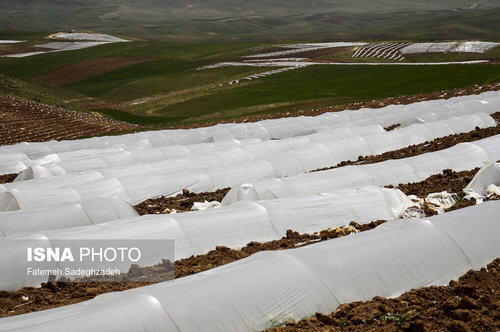 مزارع پلاستیکی - قزوین
