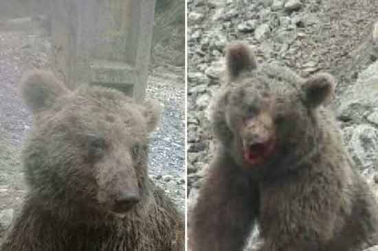دستگیری سنگ‌اندازان بی‌رحم به خرس قهوه‌ای