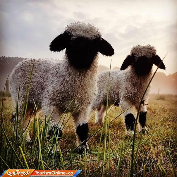 بانمک‌ترین گوسفندان دنیا را ببینید