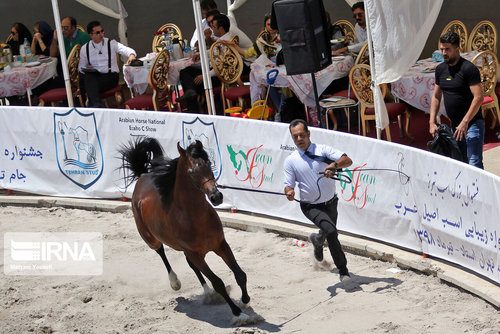 جشنواره زیبایی اسب اصیل عرب در تبریز
