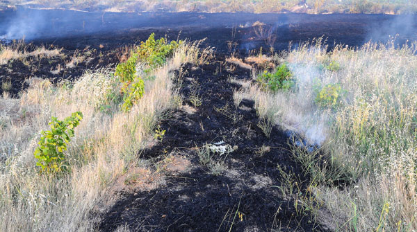 مهار آتش‌سوزی در مزارع تاکستان
