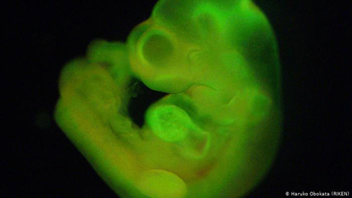 تولید پانکراس انسان در جنین موش