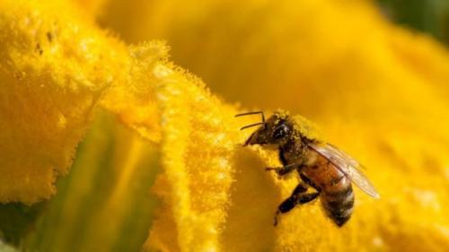 500 میلیون زنبور در برزیل تلف شدند