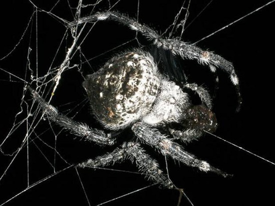 کشف پروتئین جدیدی در تار عنکبوت!