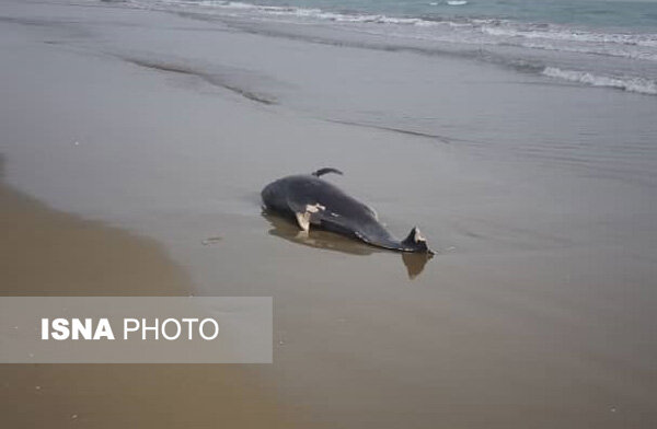 پیدا شدن لاشه یک دلفین در ساحل جاسک