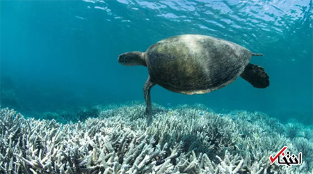 تغییرات اقلیمی صخره های مرجانی را نابود می کند