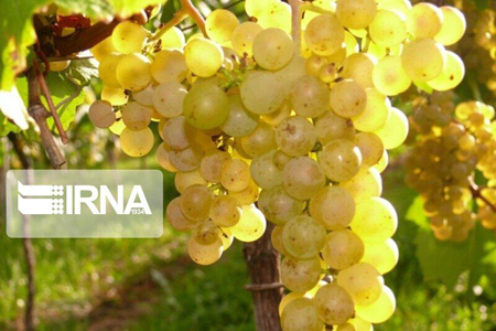 سرمازدگی، تولید انگور در زنجان را ۲۵ درصد کاهش داد