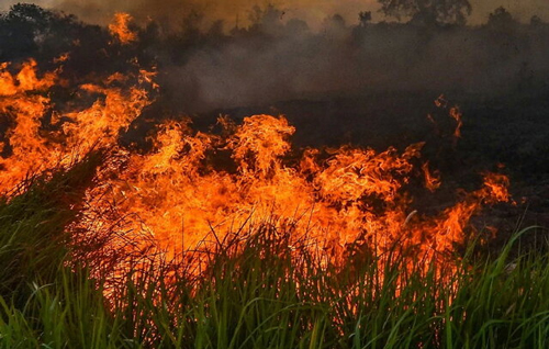 صد‌ها آتش‌سوزی جدید در جنگل آمازون