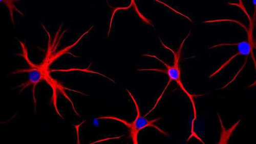 نقش سلول‌های ستاره‌ای در حافظه بلندمدت