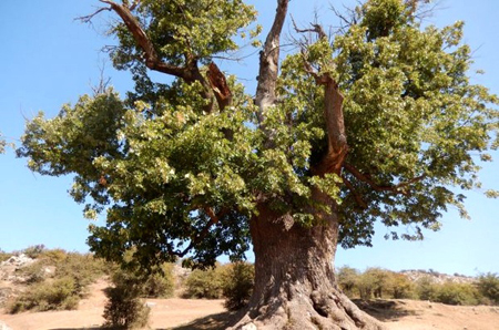 ثبت درخت هزار ساله کوف نم دار گیلان در فهرست میراث طبیعی