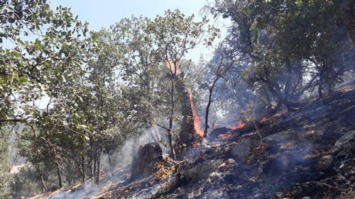 مهار آتش‌سوزی جنگل‌های گچساران