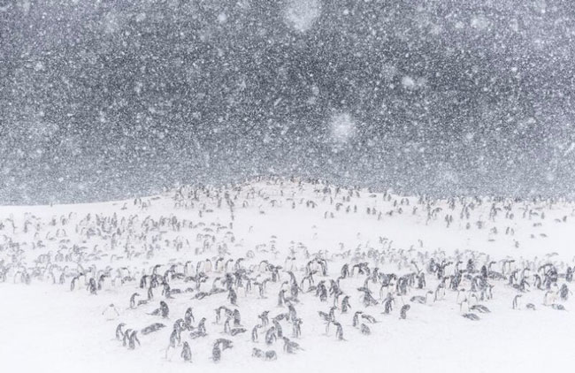 مهمانی پنگوئن‌ها در عکس روز نشنال جئوگرافیک