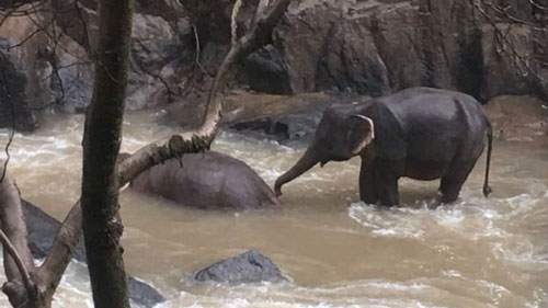 مرگ ۶ فیل بر اثر سقوط از آبشاری در تایلند