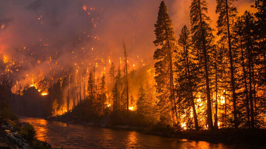 تولید یک ژل برای پیشگیری از آتش‌سوزی جنگل‌ها