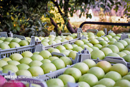 تصمیمات مهم ستاد تنظیم بازار برای باغداران سیب