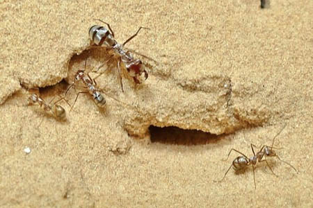 مورچه ای سریع تر از سریع ترین دونده جهان