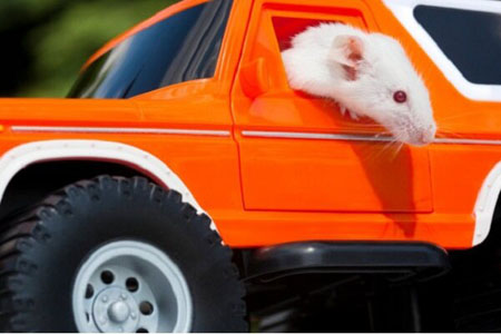 موش ها رانندگی یاد گرفتند