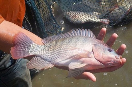 مخالفت سازمان محیط زیست با توسعه پرورش ماهی تیلاپیلا
