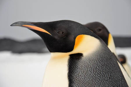 خطر انقراض پنگوئن‌های امپراطور