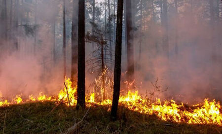 افزایش تلفات آتش‌سوزی در استرالیا