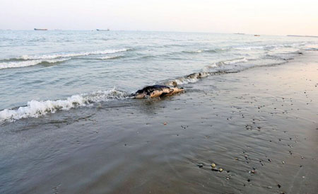 لاشه دلفین نواری در سواحل چابهار