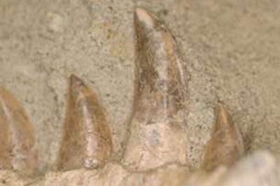 کشف دایناسور گوشتخوار با قابلیت تعویض دندان