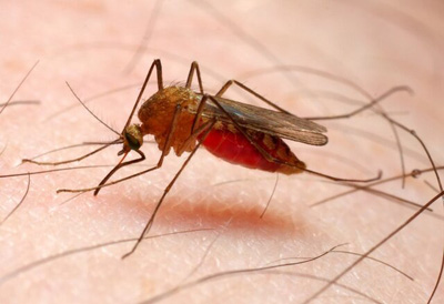 روند جهانی مقابله با مالاریا کند است