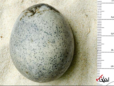کشف تخم مرغهای 1700 ساله در انگلیس