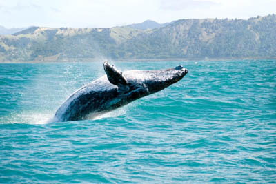 نجات نهنگ‌ها، کلید مقابله با تغییرات اقلیمی