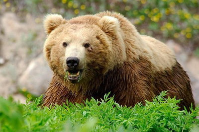 جریمه ۷۵ میلیونی برای شکار خرس قهوه‌ای