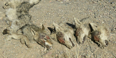 چوپان‌ها، گرگ‌ها را کشتند و محکوم شدند