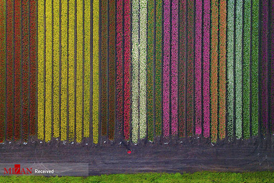 تصاویر: مزرعه گل‌های لاله در هلند
