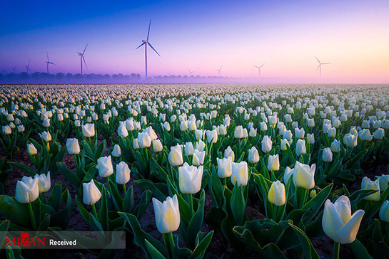 تصاویر: مزرعه گل‌های لاله در هلند