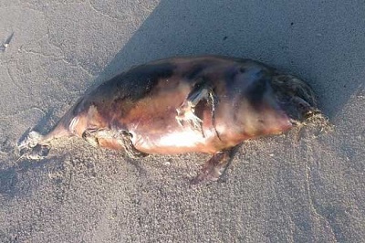 مرگ یک دلفین در ساحل بندرخمیر