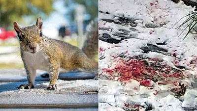 حمله خونین سنجاب‌ها به رهگذر‌ان نیویورکی